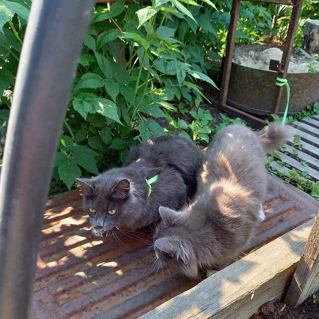 kalena2088 в LOOKY. . Вот он добытчик 🐈!!...