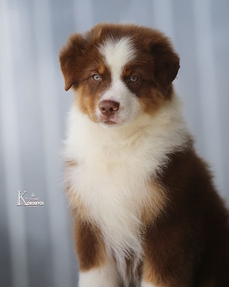 iz_doma_korolevoi_kennel в LOOKY — фото 4