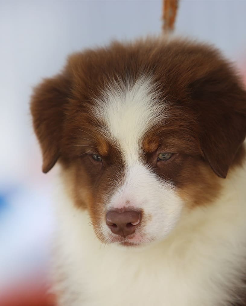 iz_doma_korolevoi_kennel в LOOKY — фото 6