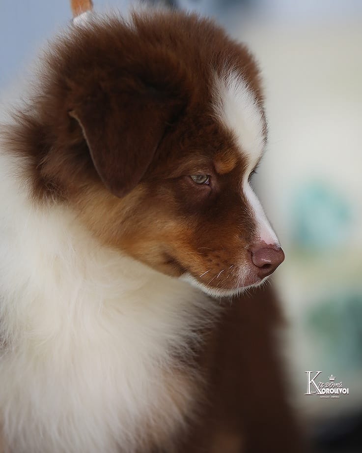 iz_doma_korolevoi_kennel в LOOKY — фото 2