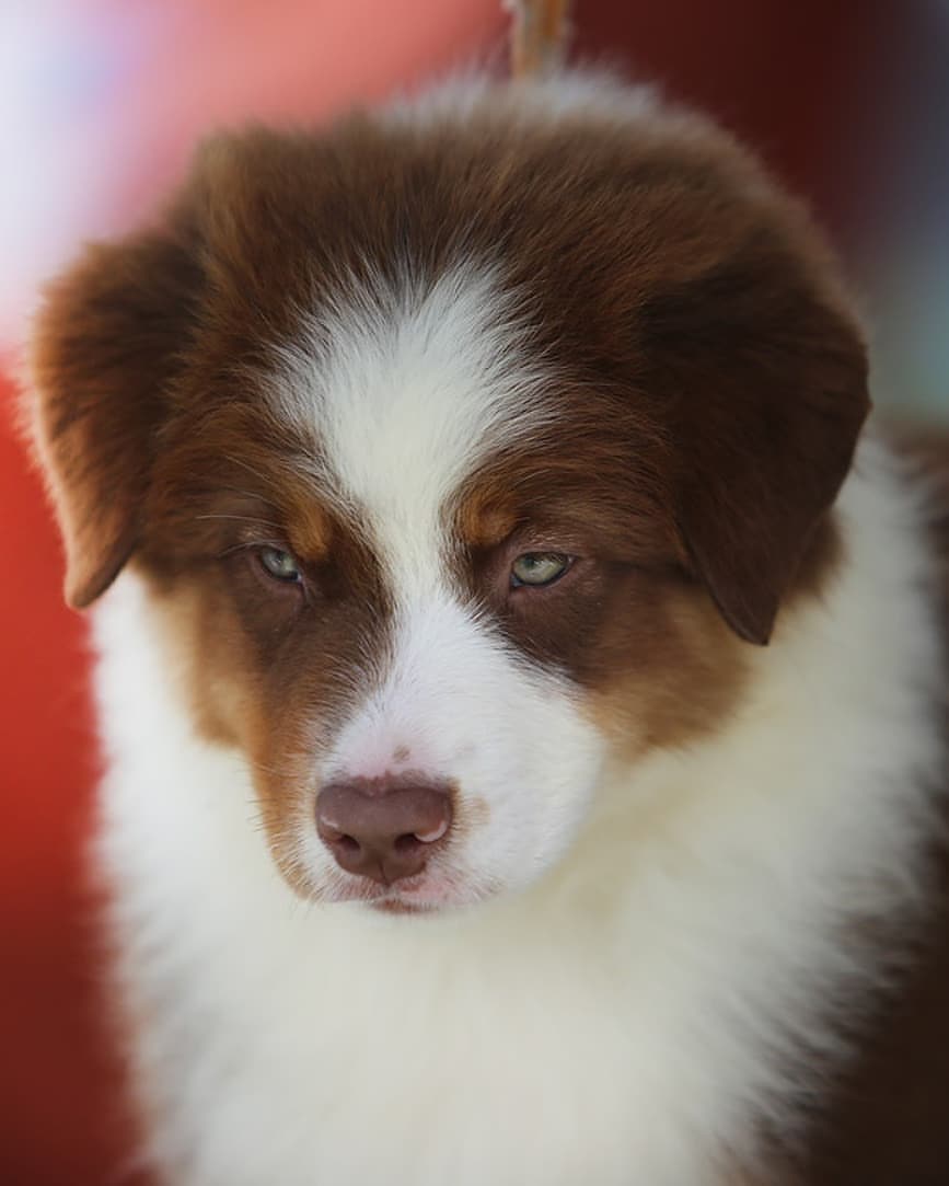 iz_doma_korolevoi_kennel в LOOKY — фото 3