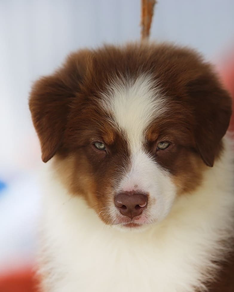 iz_doma_korolevoi_kennel в LOOKY — фото 7