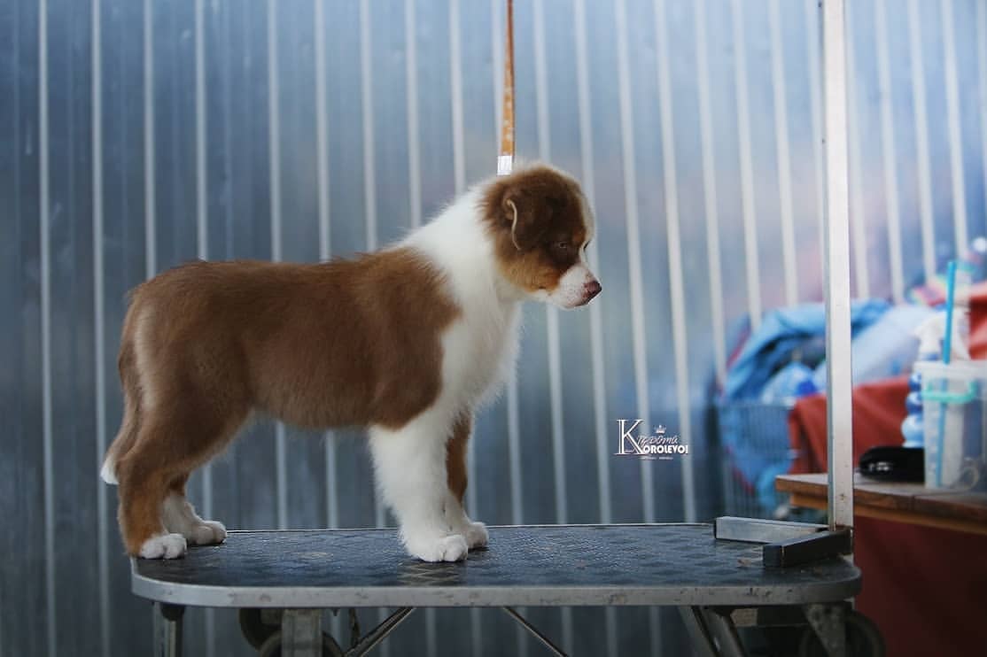 iz_doma_korolevoi_kennel в LOOKY — фото 2