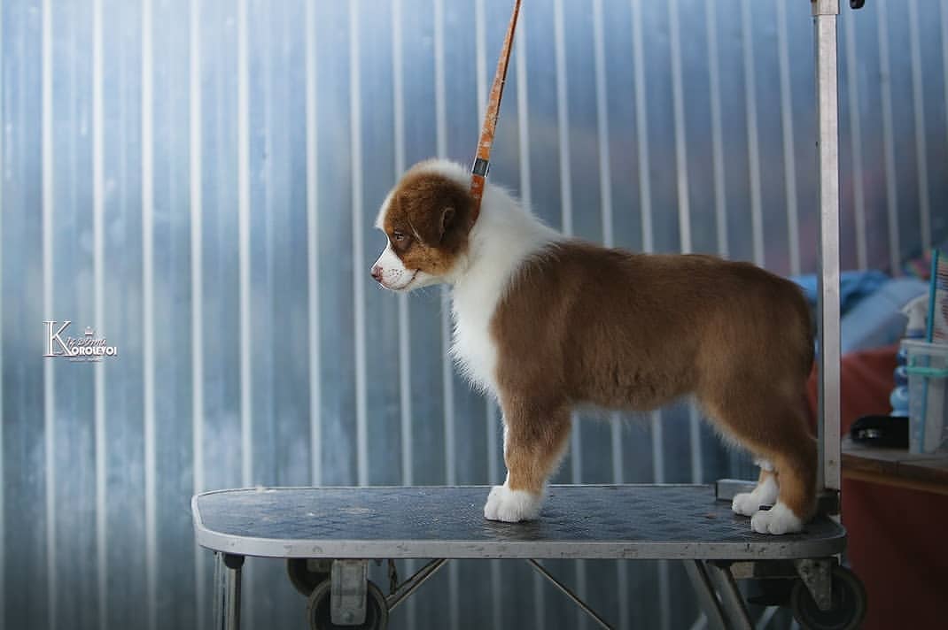 iz_doma_korolevoi_kennel в LOOKY — фото 3