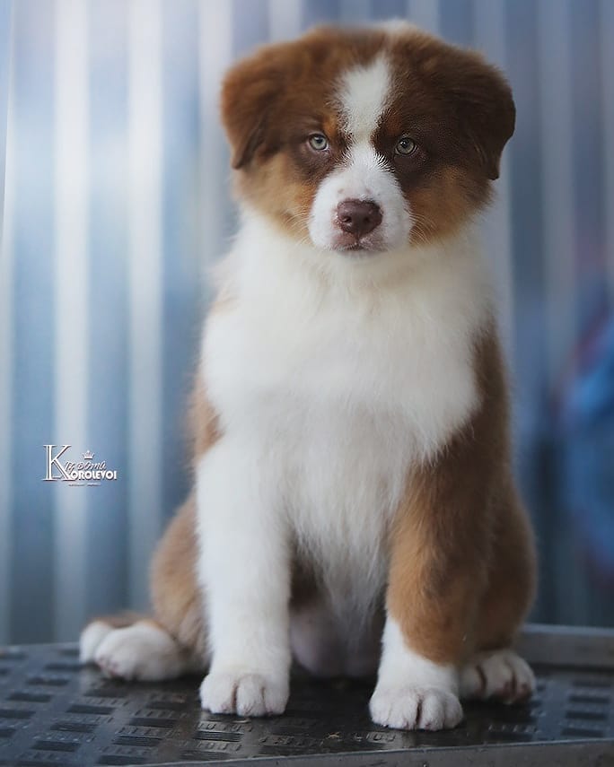 iz_doma_korolevoi_kennel в LOOKY — фото 2