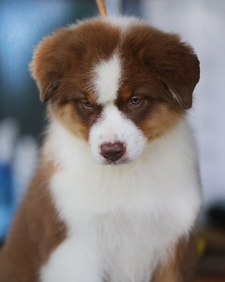 iz_doma_korolevoi_kennel в LOOKY — фото 3