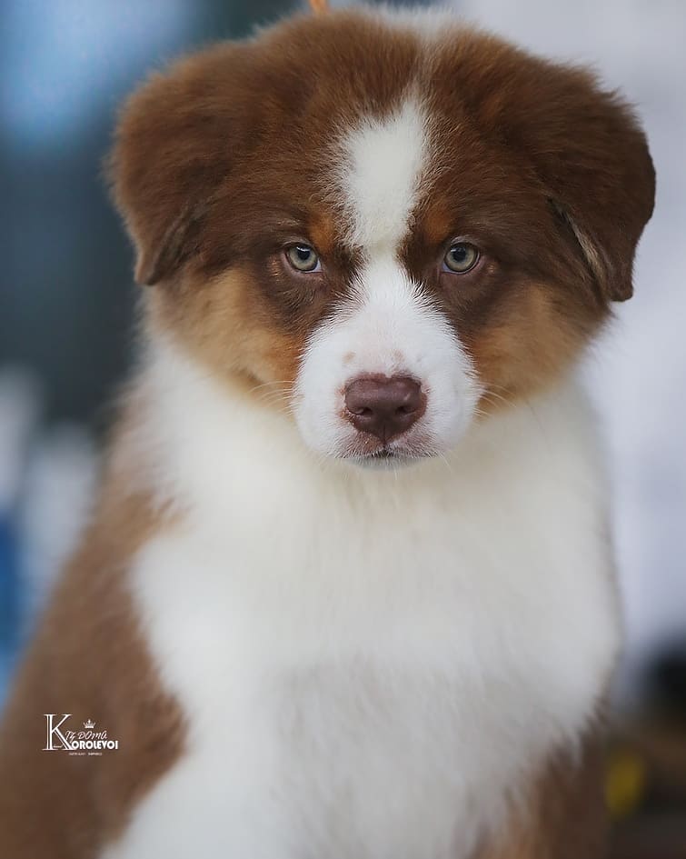 iz_doma_korolevoi_kennel в LOOKY — фото 2