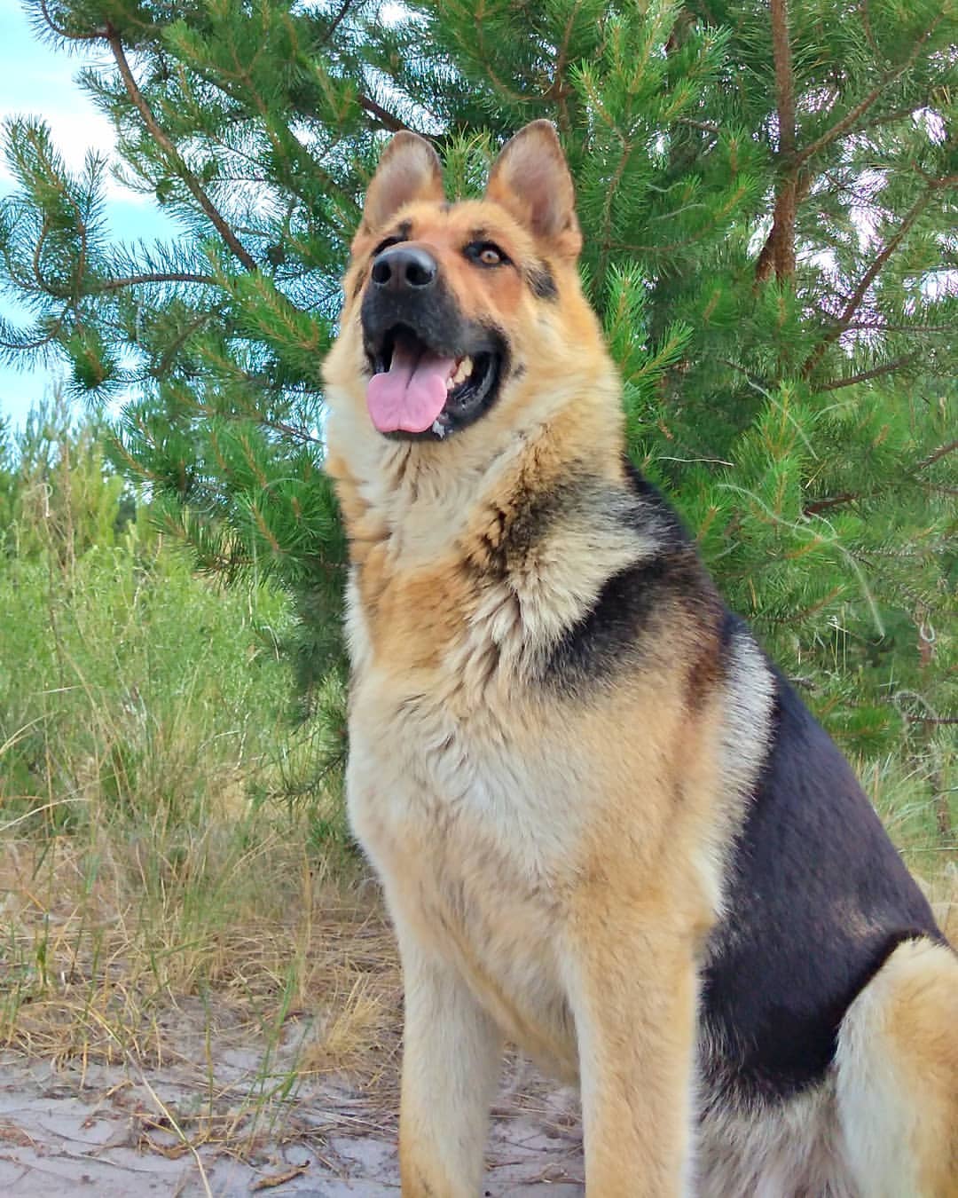 7svetlanka8 в LOOKY — МОЙ ТЕЛОХРАНИТЕЛЬ💕

Сегодня моя девочка🐶 спасла мне жизнь.