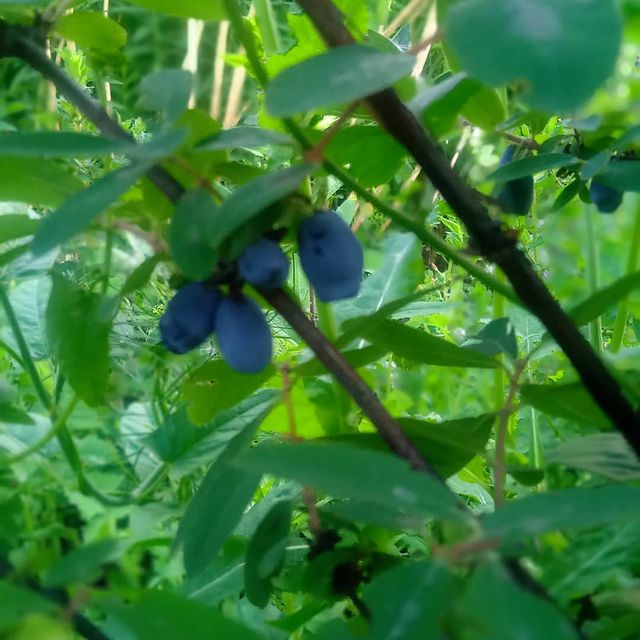 kuchen_bake в LOOKY. #дача,#урожай,#клубника,#ягода,#yammy,#berry. Дачный урожай)) на з...