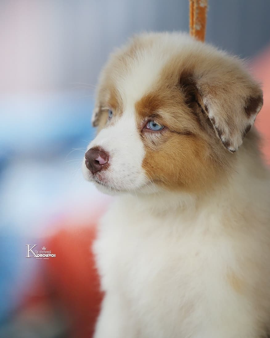iz_doma_korolevoi_kennel в LOOKY — фото 4