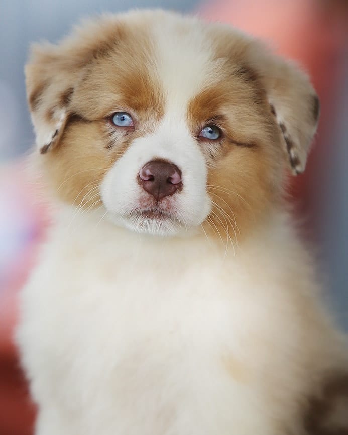 iz_doma_korolevoi_kennel в LOOKY — фото 3