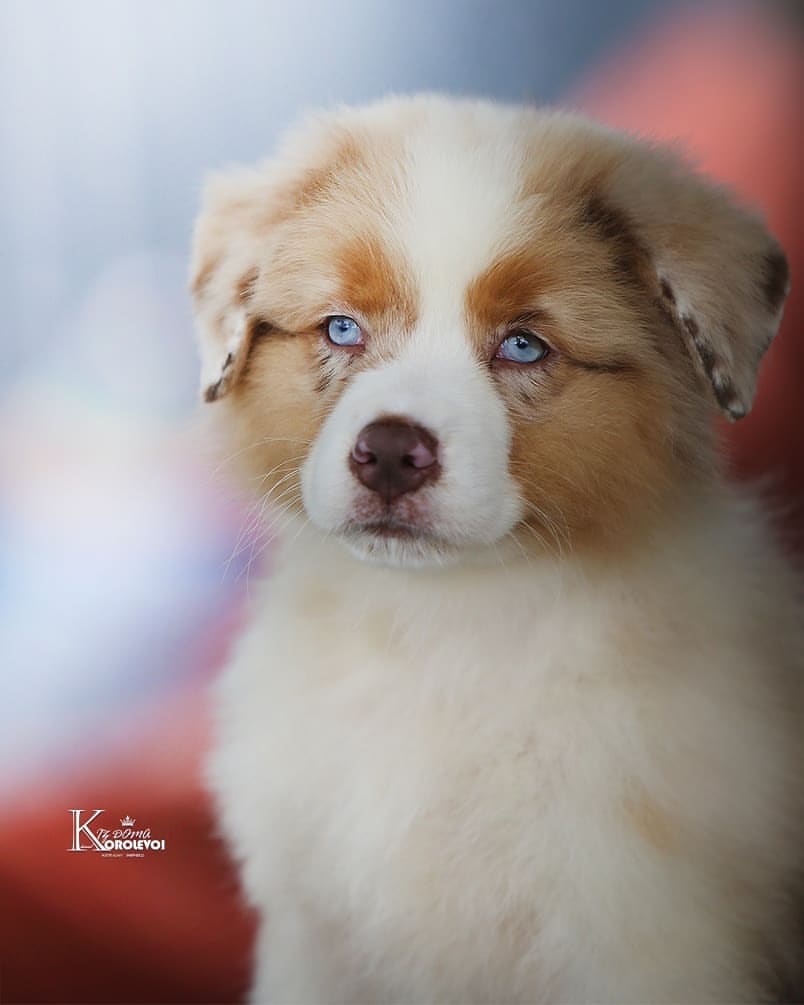 iz_doma_korolevoi_kennel в LOOKY — фото 2