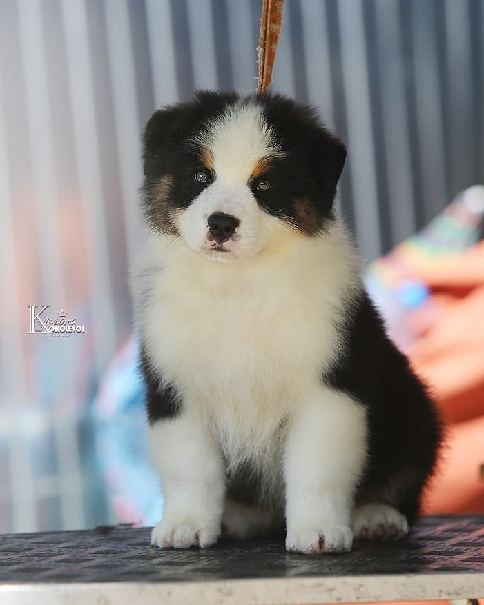 iz_doma_korolevoi_kennel в LOOKY — фото 4