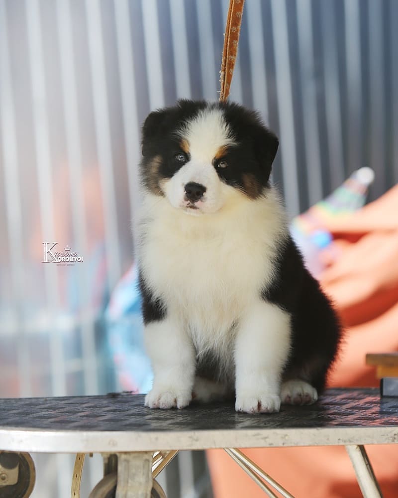 iz_doma_korolevoi_kennel в LOOKY — фото 3