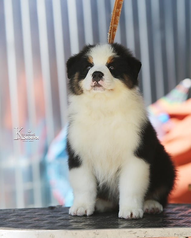 iz_doma_korolevoi_kennel в LOOKY — фото 5