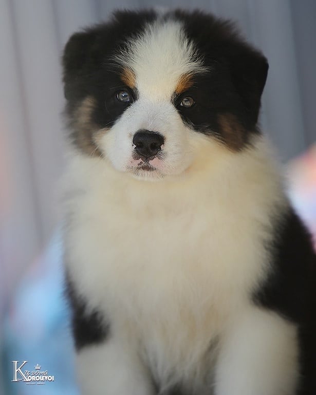 iz_doma_korolevoi_kennel в LOOKY — фото 2