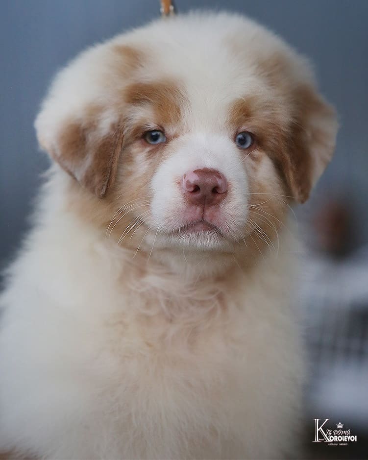 iz_doma_korolevoi_kennel в LOOKY — фото 2