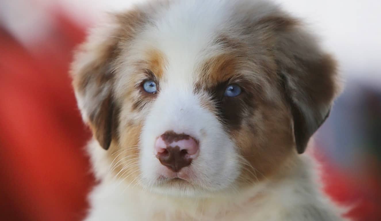 iz_doma_korolevoi_kennel в LOOKY — фото 2
