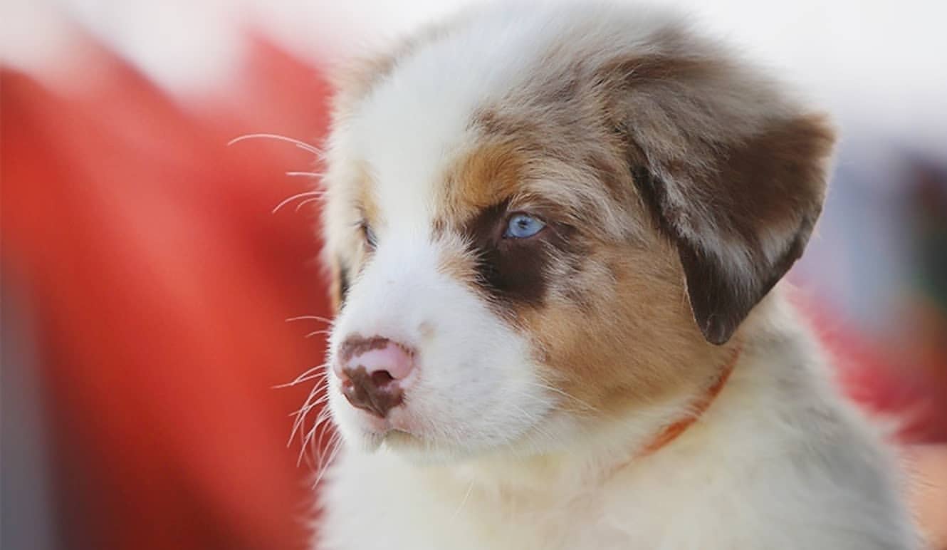iz_doma_korolevoi_kennel в LOOKY — фото 3