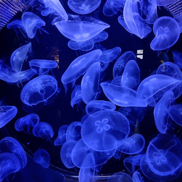 dana_kerroll в LOOKY. #погуляшки,#яфотограф,#янефотограф,#москвариум,#медузы,#jellyfish,#blue. Всё, можно удалять И...