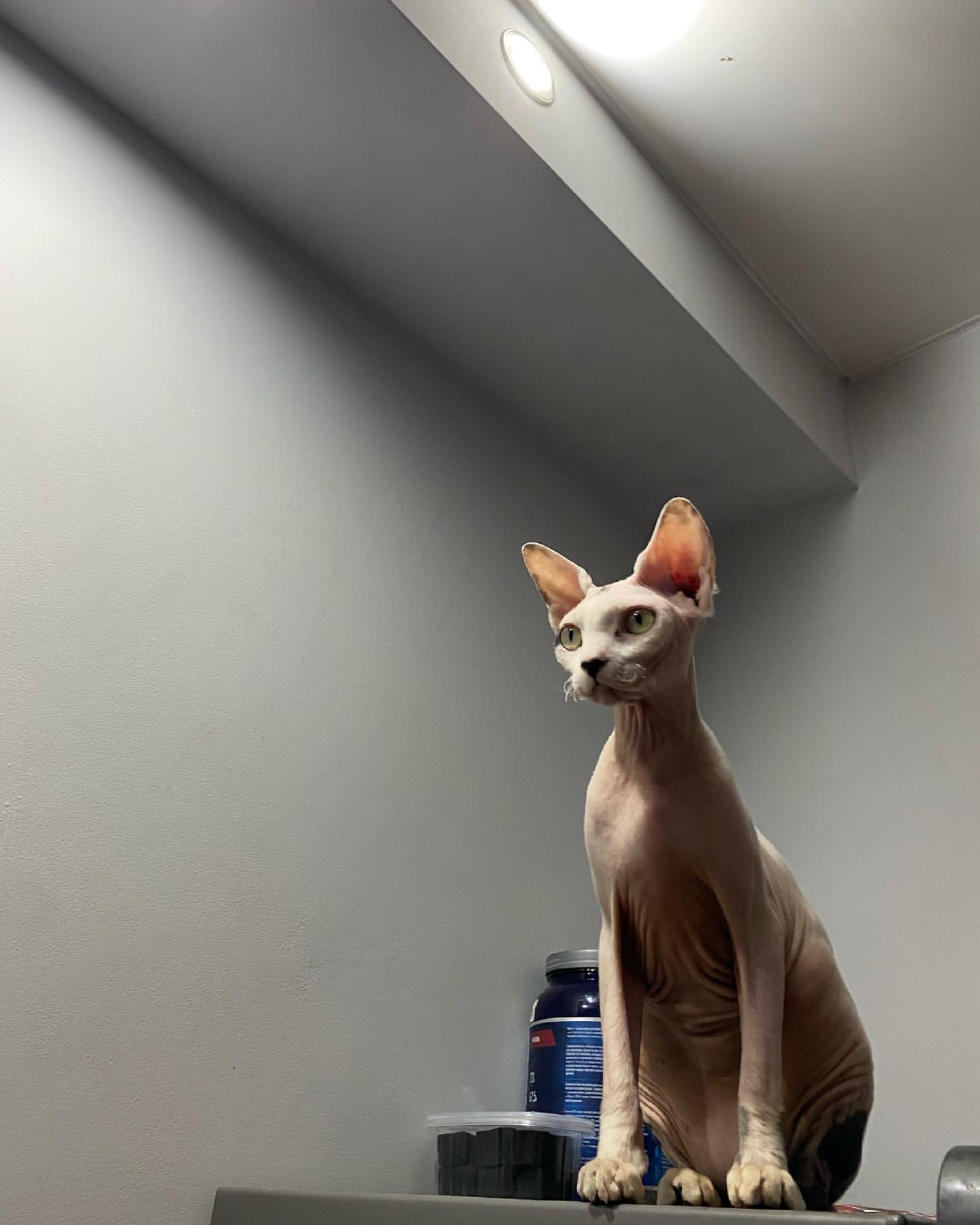 volodko_singer in LOOKY. . 🐈 😻 🧡