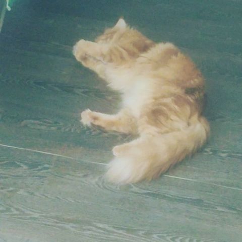 natalya_alekseevnad в LOOKY. #мейнкун#безкотажизньнета. Когда ты большой и в...