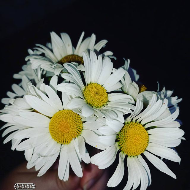 yulya.permyakova в LOOKY. #ромашкимойрай🌼,#любимыймуж❤️,#счастьеесть✨,#счастьевмелочах💫✨. #ромашкимойрай🌼 #лю...