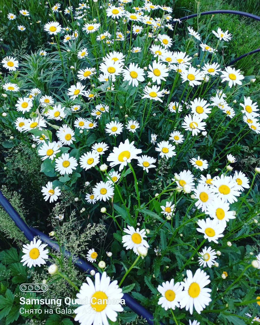 yulya.permyakova в LOOKY — #моялюбовь💙 #ромашкиэтолюбовь❤️🌼 #ромашкимойрай🌼 #счастье