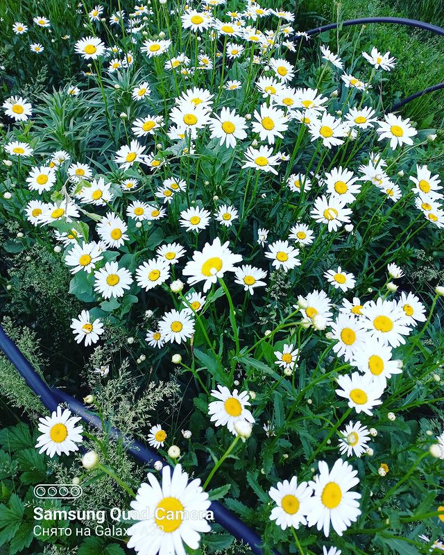 yulya.permyakova в LOOKY. #моялюбовь💙,#ромашкиэтолюбовь❤️🌼,#ромашкимойрай🌼,#счастьевмелочах💫✨. #моялюбовь💙 #ромашк...