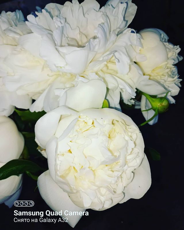 yulya.permyakova в LOOKY. #пионы🌸,#счастьеесть✨,#счастьевмелочах💫✨. #пионы🌸 #счастьеест...