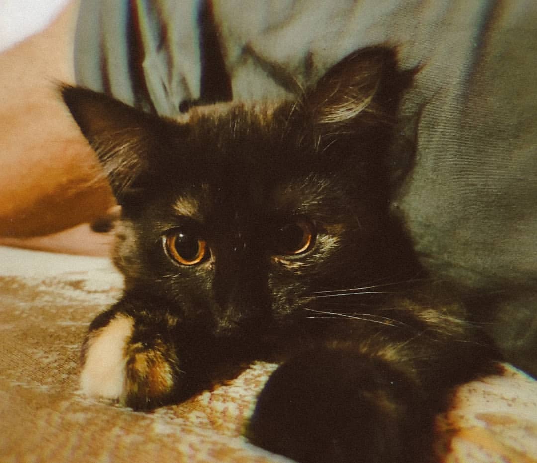 _musya_a в LOOKY — Little demon has grown up 😈 #cat #고양이 #wife #아내 #animal #an