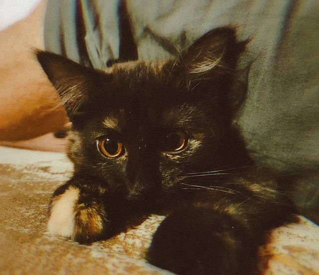 _musya_a в LOOKY. #cat,#고양이,#wife,#아내,#animal,#animalinsta,#instamood,#russiangirl🇷🇺,#tattoogirl,#honor10i,#instalike,#instadaily,#followme. Little demon has gro...