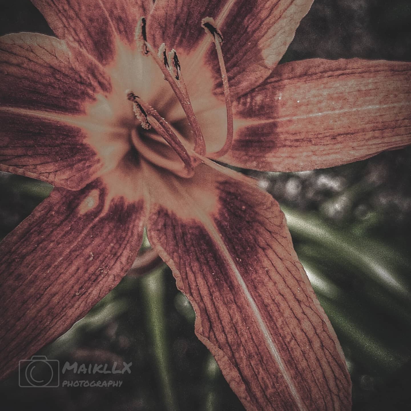 ph_maikllx в LOOKY. #flowers,#vivo,#snapseed,#lightroom,#photoshop,#world,#photooftheday,#sunset,#saratov,#photo,#earth,#phonephotography,#spring,#mood,#maikllxphoto,#corona,#extra,#art,#artwork,#bw,#blackandwhite,#city,#urbanphotography,#urban,#town,#photographer,#naturephotography. #flowers

Camera #vi...