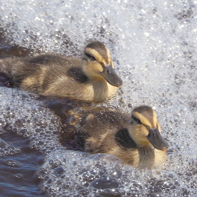 the.tail.wind в LOOKY. #nature#naturelife#naturephotography#wild#wildlifestyle#wildlifephotography#callofthewild#animals#birds#ducks#mallard#anas_platyrhynchos#природа#дикаяжизнь#фотогоафииприроды#зовприроды#животные#птицы#утки#кряквы. #nature#naturelife#n...