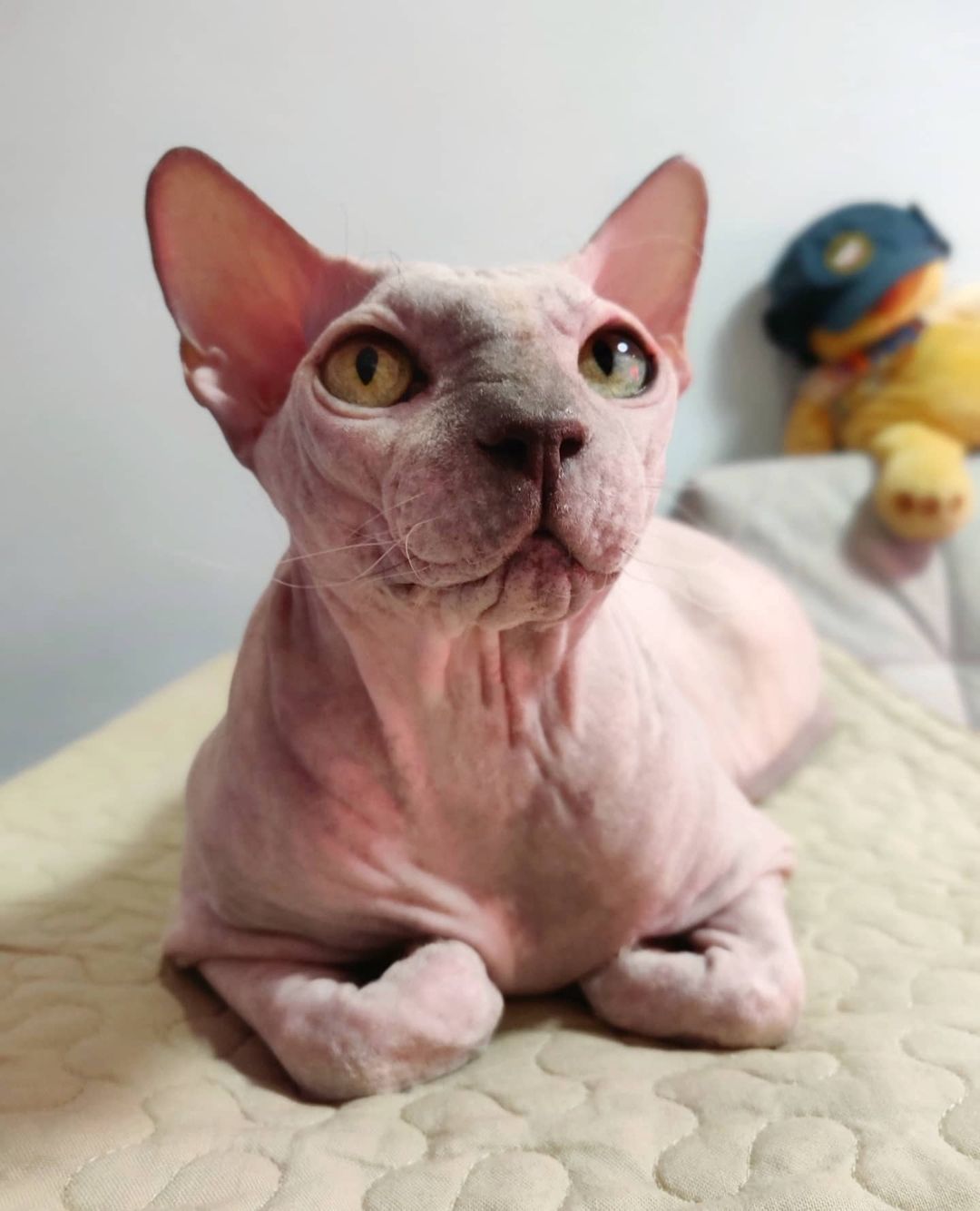 eva_sphynx_cat в LOOKY — фото 3