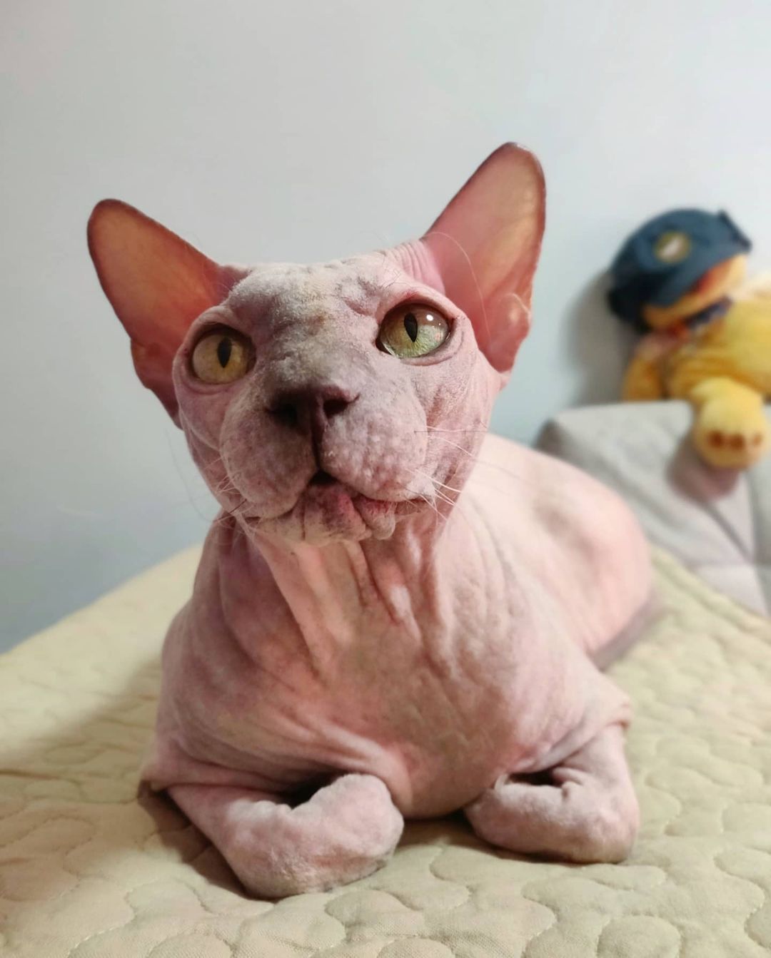 eva_sphynx_cat в LOOKY — фото 2