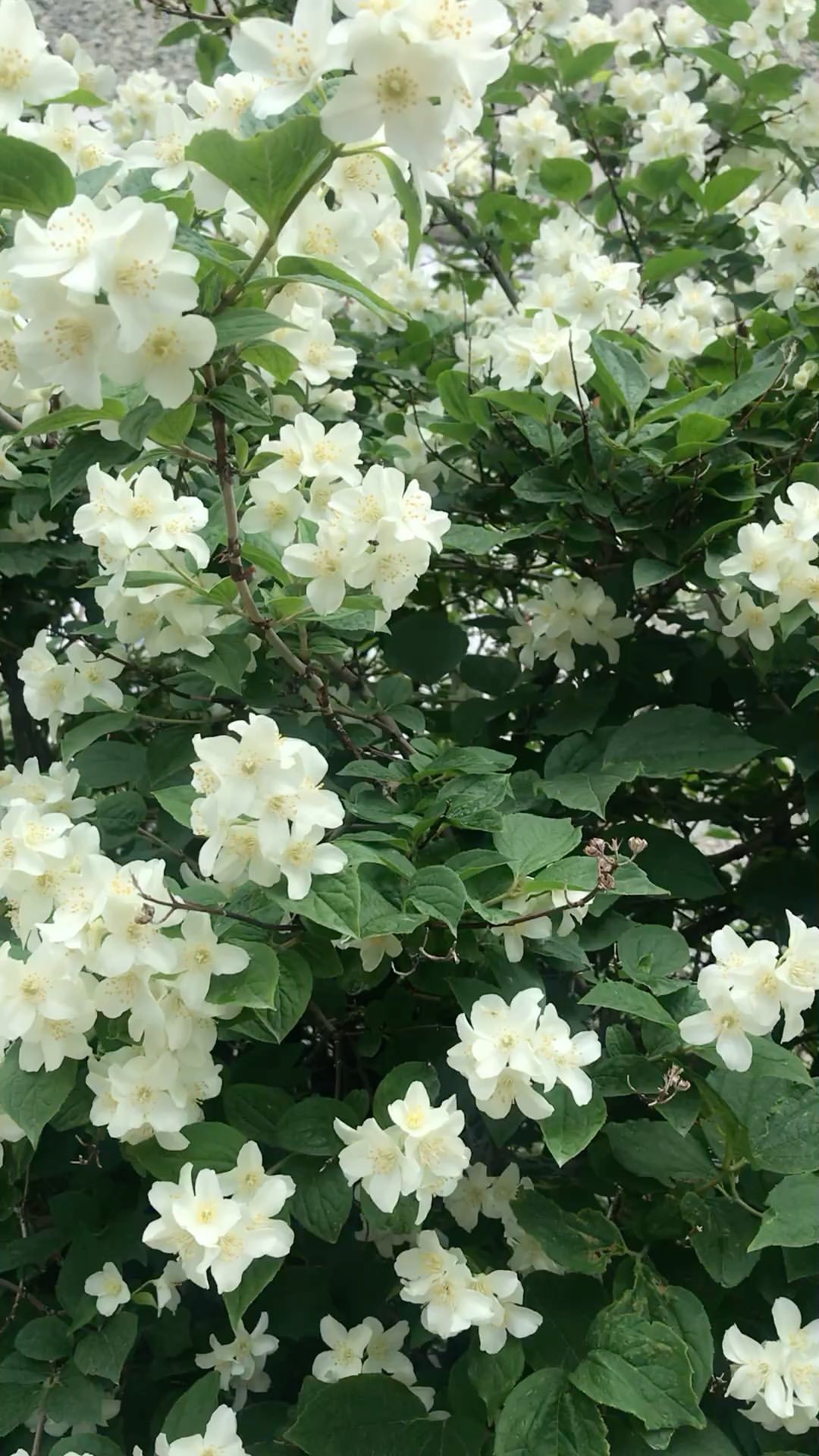 cosvitalista в LOOKY. #чубушник,#чубушник_aka_жасмин,#чубушникцветёт,#philadelphus,#philadelphuscoronarius. Чубушник пришёл на с...