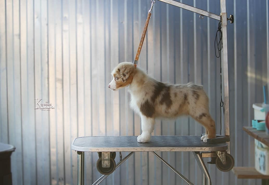iz_doma_korolevoi_kennel в LOOKY — фото 2