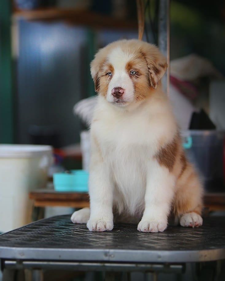 iz_doma_korolevoi_kennel в LOOKY — фото 4