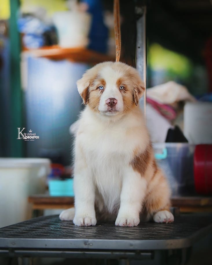 iz_doma_korolevoi_kennel в LOOKY — фото 2