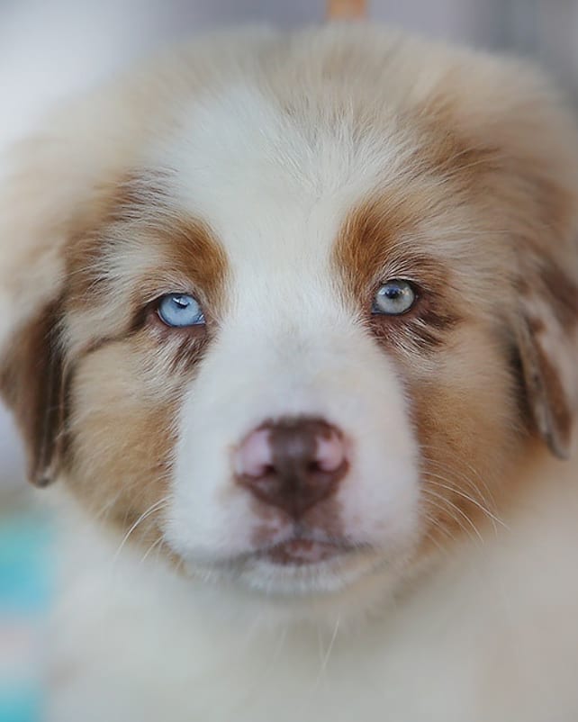 iz_doma_korolevoi_kennel в LOOKY — фото 2