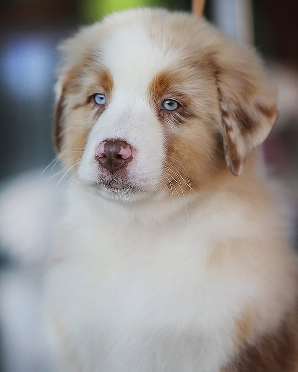 iz_doma_korolevoi_kennel в LOOKY — фото 4