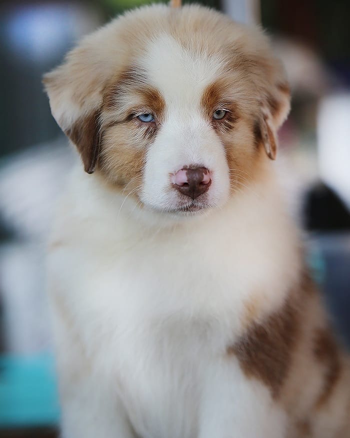 iz_doma_korolevoi_kennel в LOOKY — фото 3