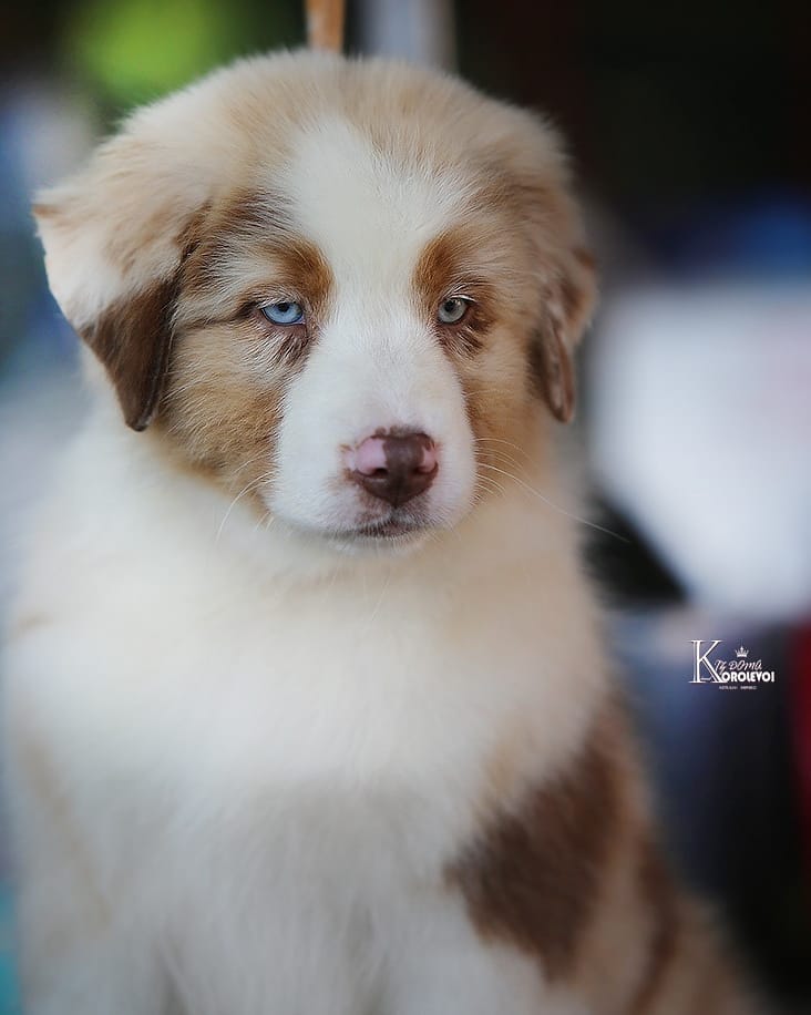 iz_doma_korolevoi_kennel в LOOKY — фото 5
