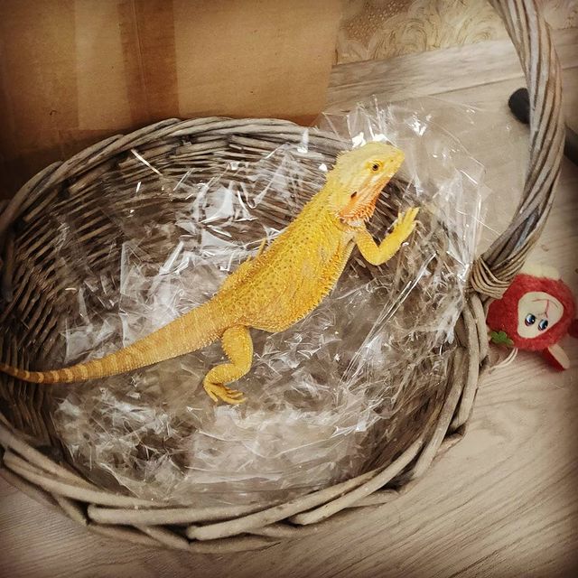 stas.nvkz в LOOKY. #lizard,#lizardofinstagram,#bearded,#beardeddragon,#reptile,#агама,#ящерица,#дракон,#милота,#животные,#домашниеживотные. Когда слопала все цв...