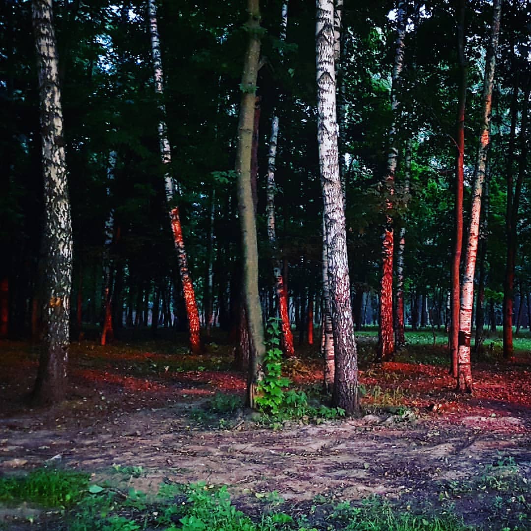 virru в LOOKY — #малаховскоеозеро #малаховка #лес #закат