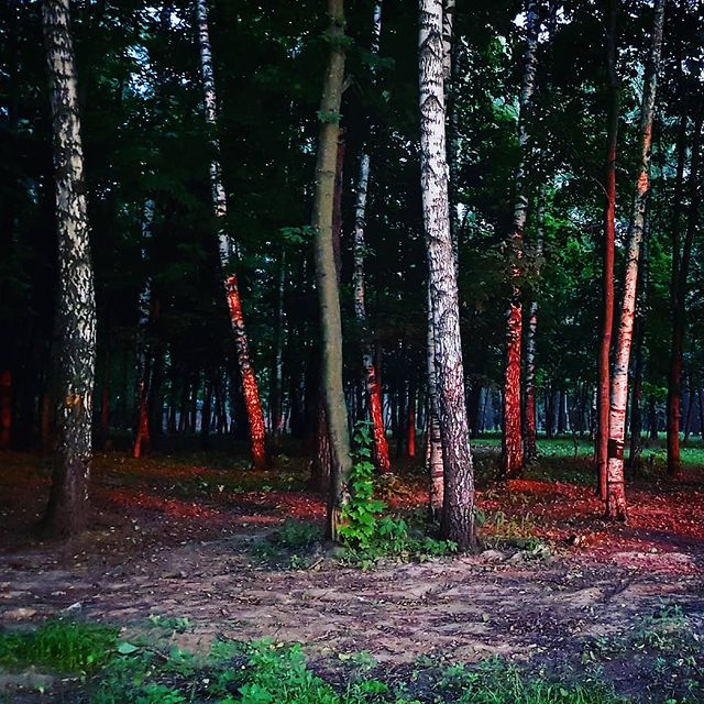 virru в LOOKY. #малаховскоеозеро,#малаховка,#лес,#закат. #малаховскоеозеро #м...