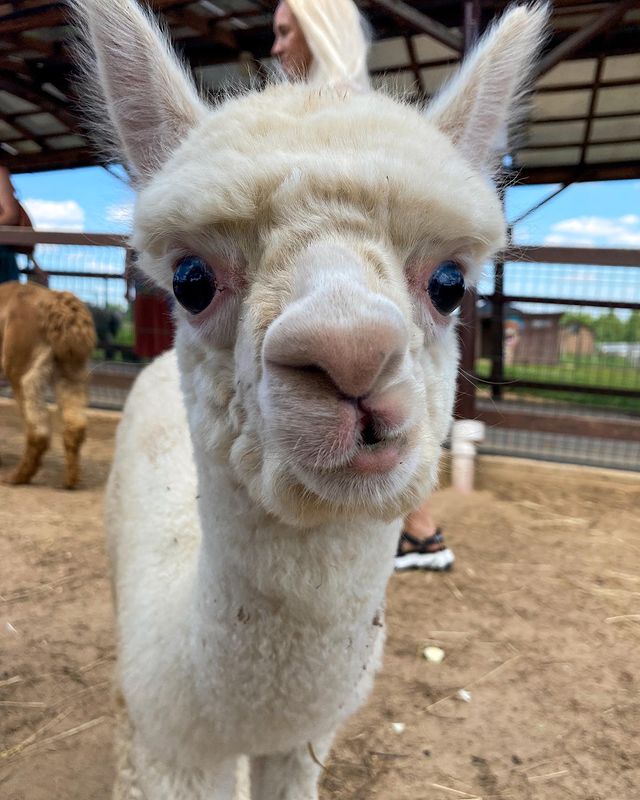 ashifina.anna в LOOKY. #альпака,#альпаки,#фермаальпак,#плюшевоечудо,#alpaca,#russianalpacas. Ну а малыши Зефир и ...
