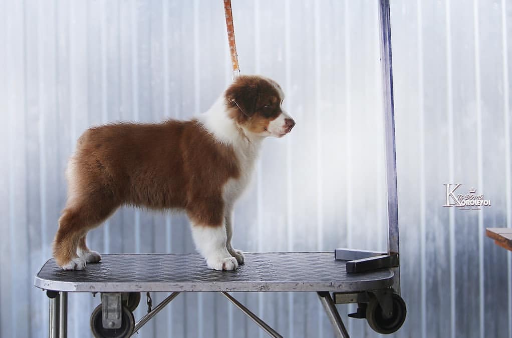 iz_doma_korolevoi_kennel в LOOKY — фото 2