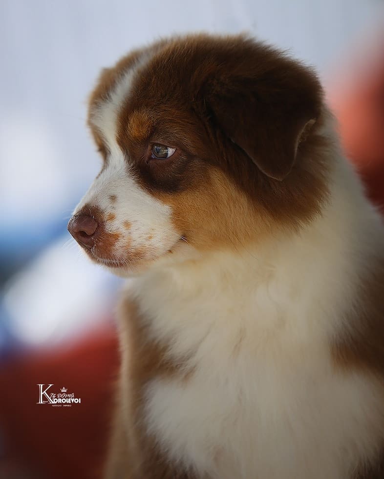 iz_doma_korolevoi_kennel в LOOKY — фото 3